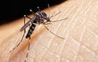 Human Rights Watch cobra do Brasil obras de infraestrutura para combater o Zika