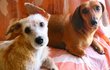Conheça a história das cadelinhas Brisa e Melody (http://redacao.correio24h.com.br/fileadmin/user_upload/correio24horas/Bazar/bichos.jpg)